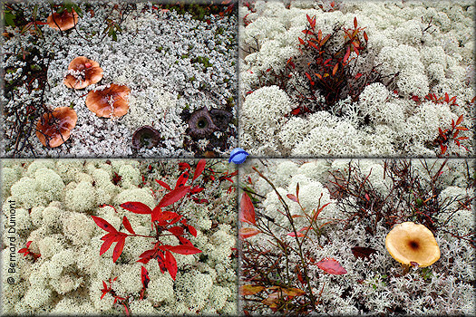 Grands-Jardins National Park, lichens and mushrooms