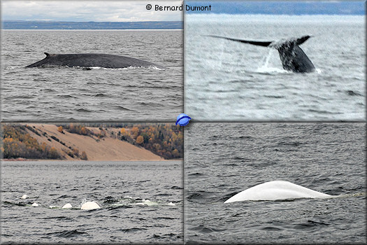 Whales and belugas in St.Lawrence River, near Tadoussac
