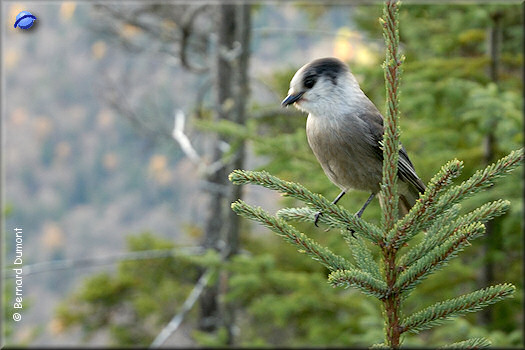 Jacques-Cartier National Park, Gray Jay