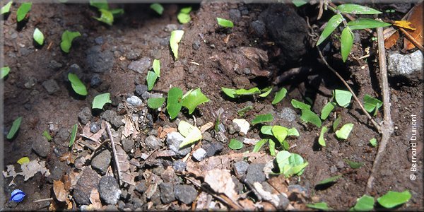 Procession of ants carrying pieces of leaves