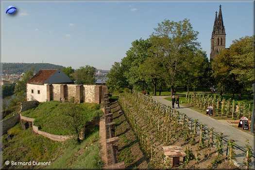 Prague : Vyšehrad vineyard