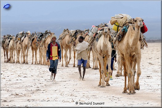 Lake Karoum, camel caravan