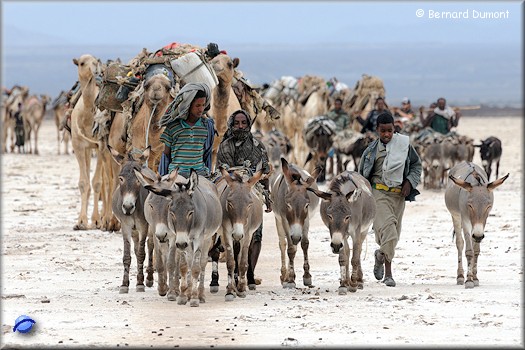 Lake Karoum, caravan of camels and donkeys