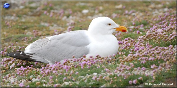 Belle-Île-en-Mer : seagull at Pointe des Poulains