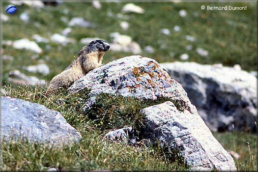 Vanoise regional park, marmot on watch