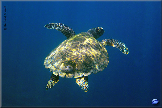 (Komodo National Park) Sea turtle