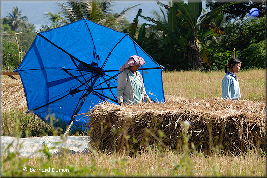 (Sumatra) Samosir, rice field