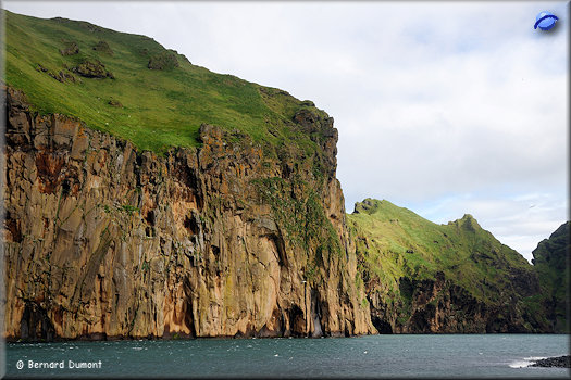 (Vestmannaeyjar) Cliffs of Heimaey Island
