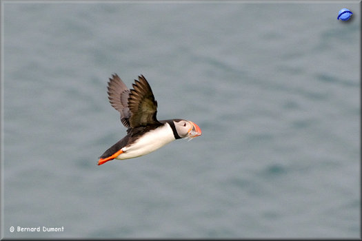 (Vestmannaeyjar) Puffin carrying fish in its beak