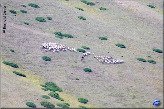 Sheep herd at the south of Too-Ashuu Pass
