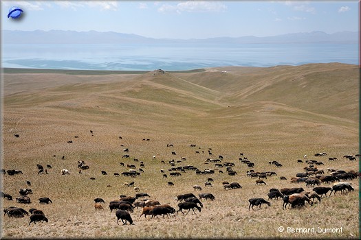 Sheep herd at the north of Song-Köl Lake