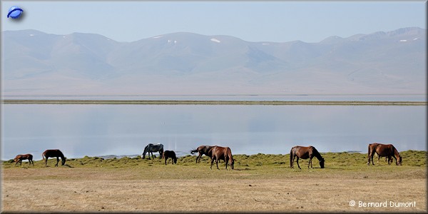 Horses along Song-Köl Lake