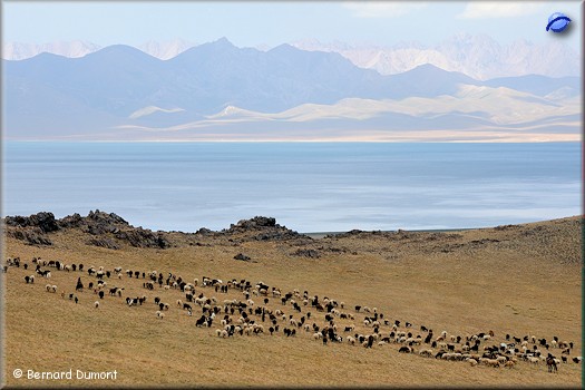 Sheep herd at the south of Song-Köl Lake