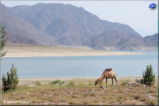 Camel near Orto-Tokoy Reservoir