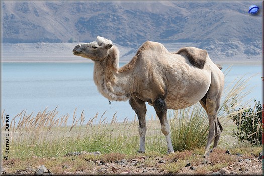 Camel near Orto-Tokoy Reservoir