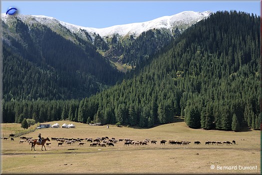 Sheep herd at the south of Jeti-Ögüz
