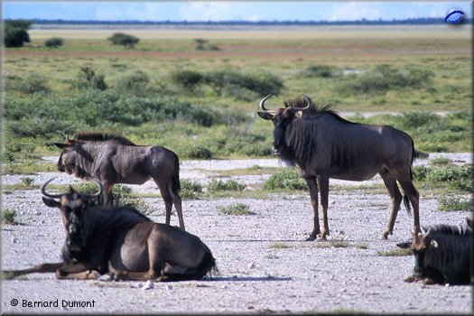Etosha park, wildebeests