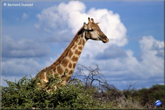Etosha park, giraffe
