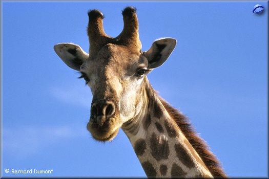 Etosha park, giraffe