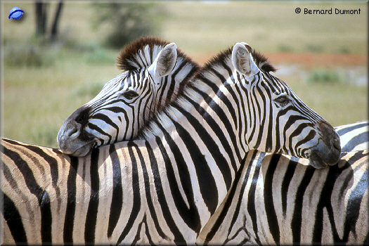 Etosha park, zebras