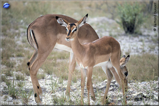 Etosha park, impalas