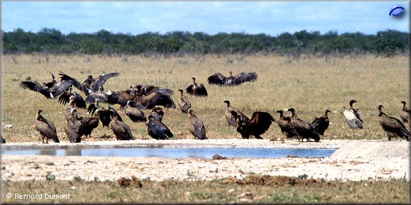 Etosha park, vultures