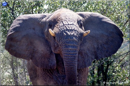 Etosha park, angry elephant