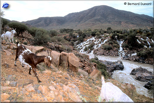 Goats at Epupa falls