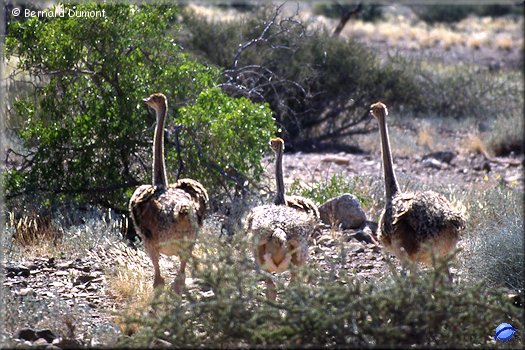 Young ostriches