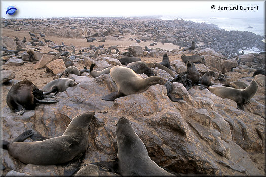 Cape Cross, colony of Cape fur seals