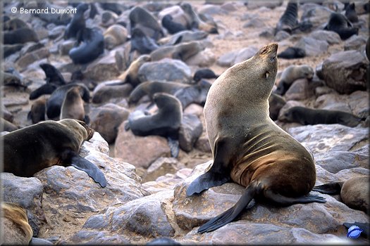 Cape Cross, seals