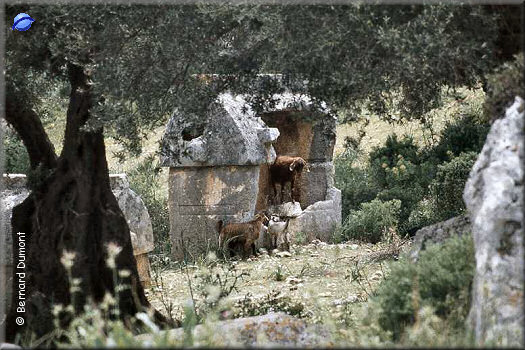 Goats amongst lycian sarcophagi