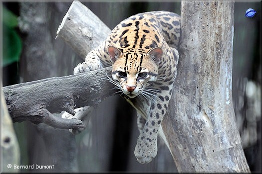 Guayaquil, Historical Park, ocelot