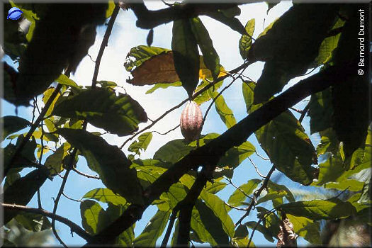 Cocoa tree