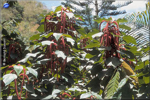 Botanical garden near Soufriere
