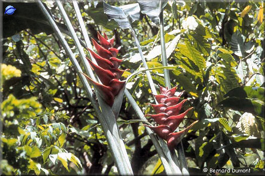 Botanical garden near Soufriere
