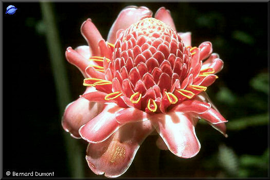 Botanical garden near Soufriere