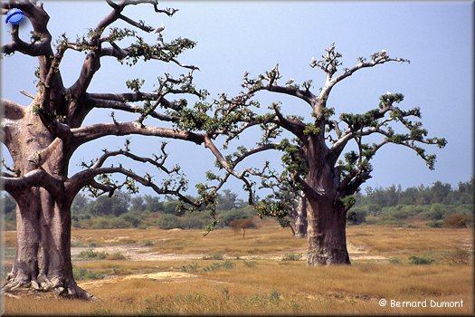 Baobabs