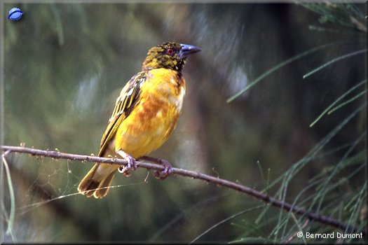 Weaver on a branch of filao