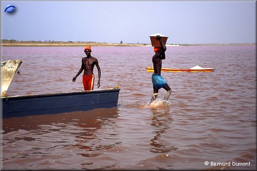 Pink lake, salt picking
