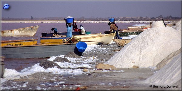 Pink lake, salt picking