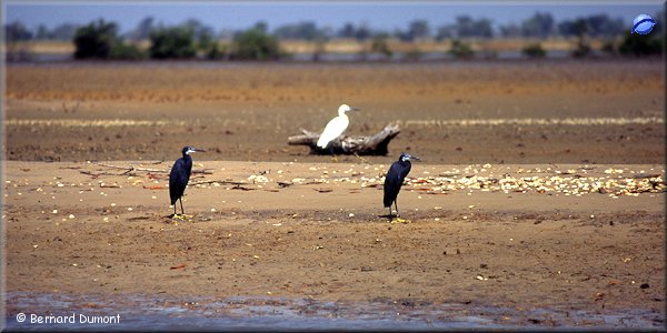 Wading birds in the delta of Saloum
