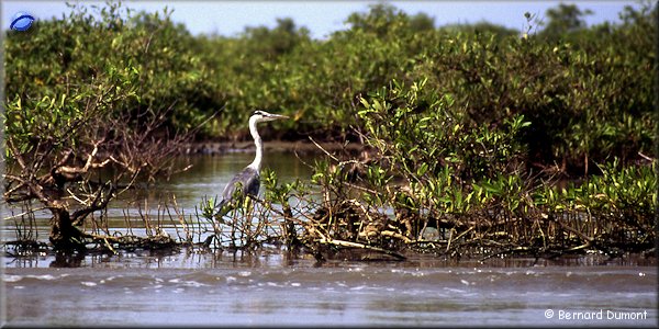 Wading bird in the delta of Saloum