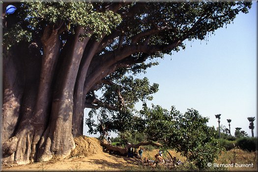 The biggest baobab in Senegal