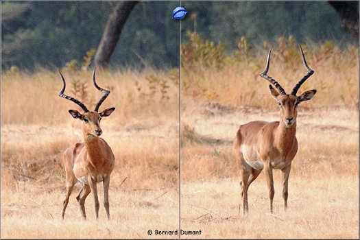 Mlilwane Wildlife Sanctuary, impalas