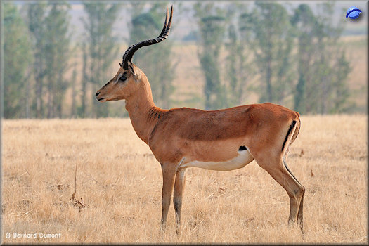 Mlilwane Wildlife Sanctuary, impala