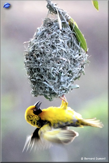 Mlilwane Wildlife Sanctuary, village weaver