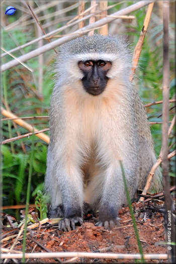 Mlilwane Wildlife Sanctuary, vervet
