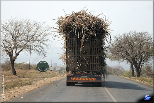 Sugar cane transport near Big Bend