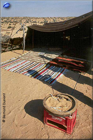 Lizards in front of a tent